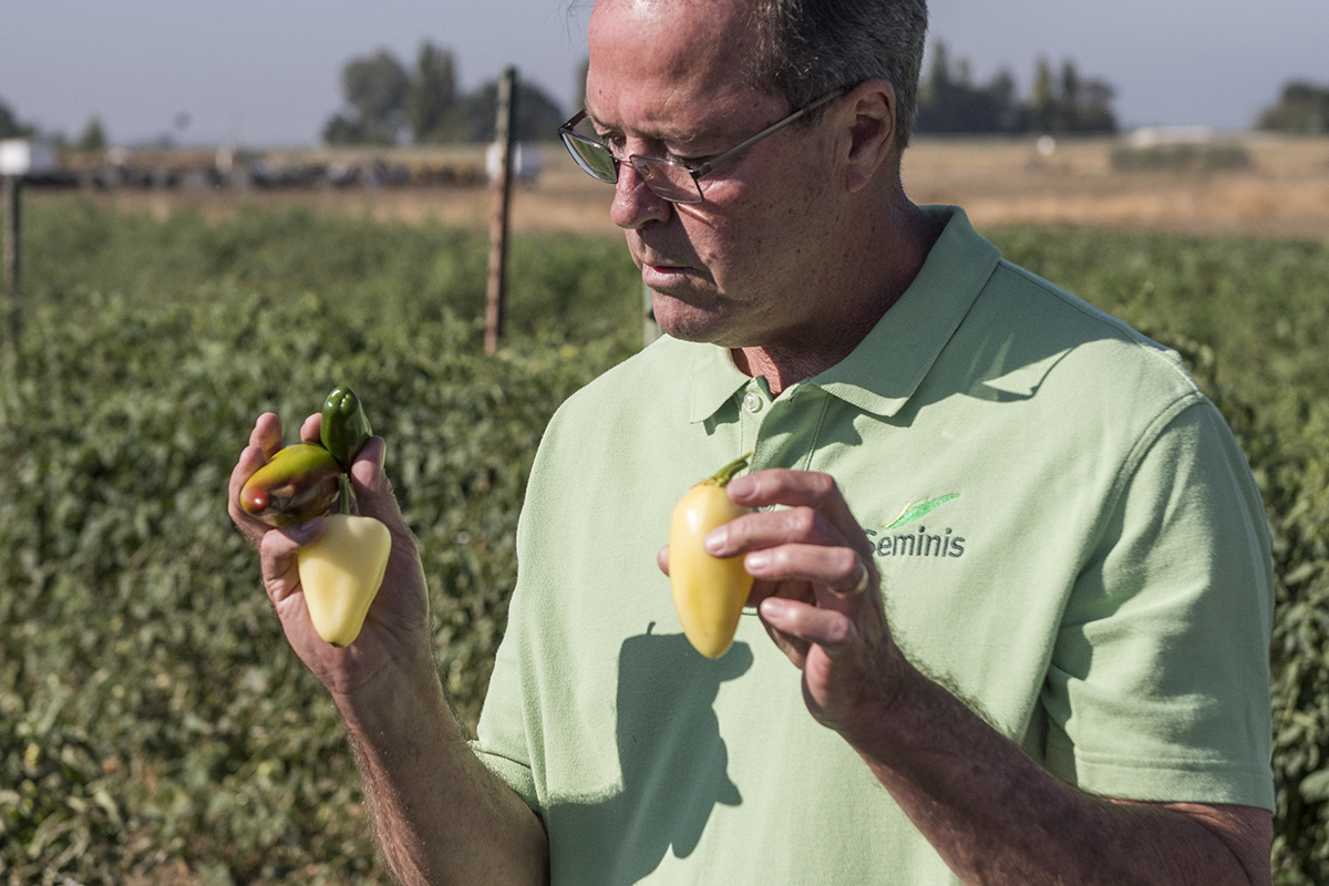 Bayer research associate Pat Hogan shows difference in various peppers during the different stages of back crossing.